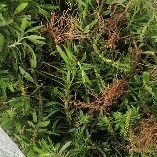 麻栗坡县千层塔 一手货源鲜货