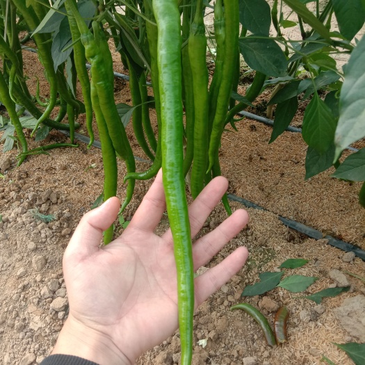 昆明特长线椒种子，翠绿色线椒种子，线椒种子 超，质量有保障