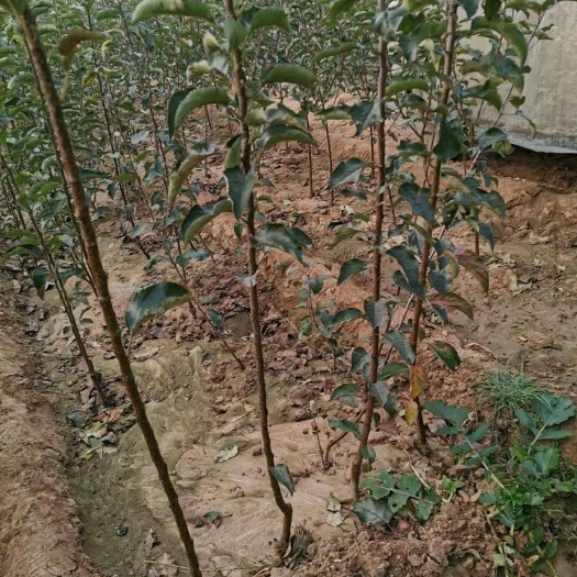 平邑县烟富8号苹果树苗 烟富10号苹果苗，烟富8号苹果苗，全国保湿发货保品种技术基地