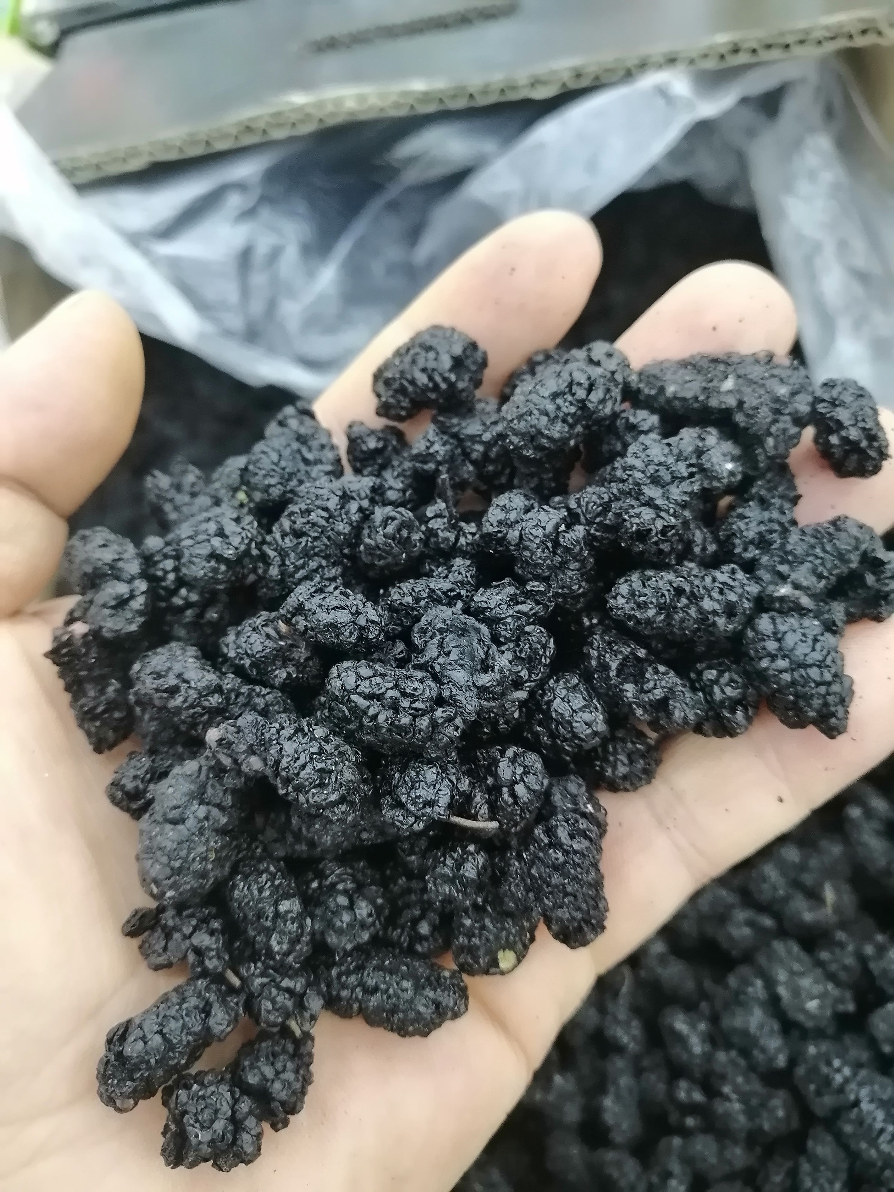 桑葚干  桑椹 中大果黑桑椹干 水洗桑椹大货批发