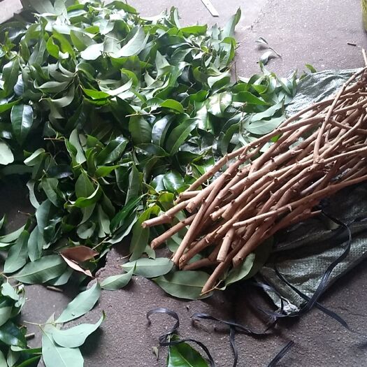 桂平市荔枝苗  荔枝仙进奉枝苗，嫁接专用