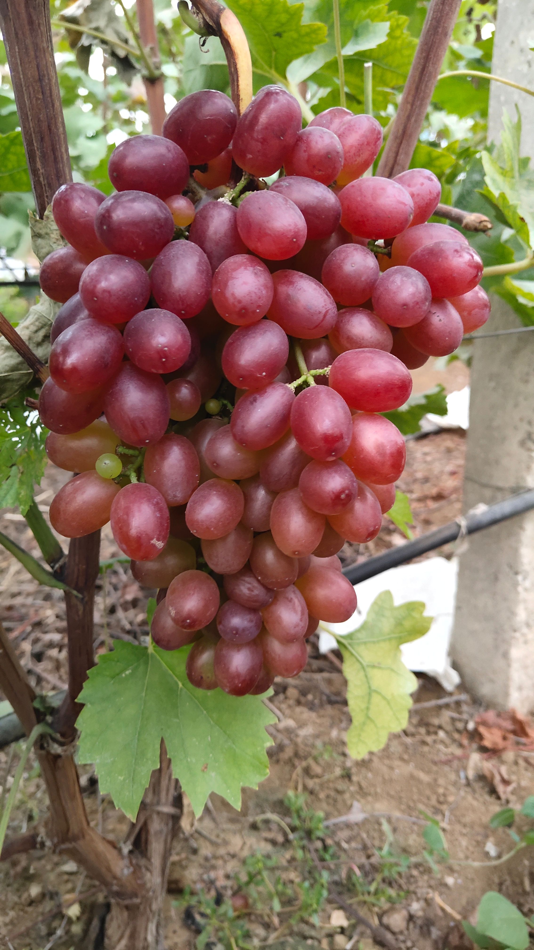  河南平顶山克伦生葡萄大量上市