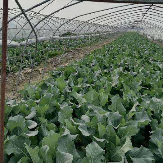 沛县白花菜花 适中 江苏省徐州市沛县 2~3斤 