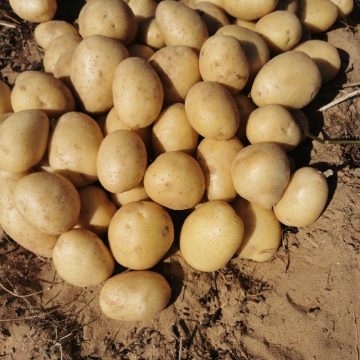 土豆 2-4量黄心土豆，纯沙地优质货品，大量有货热销中
