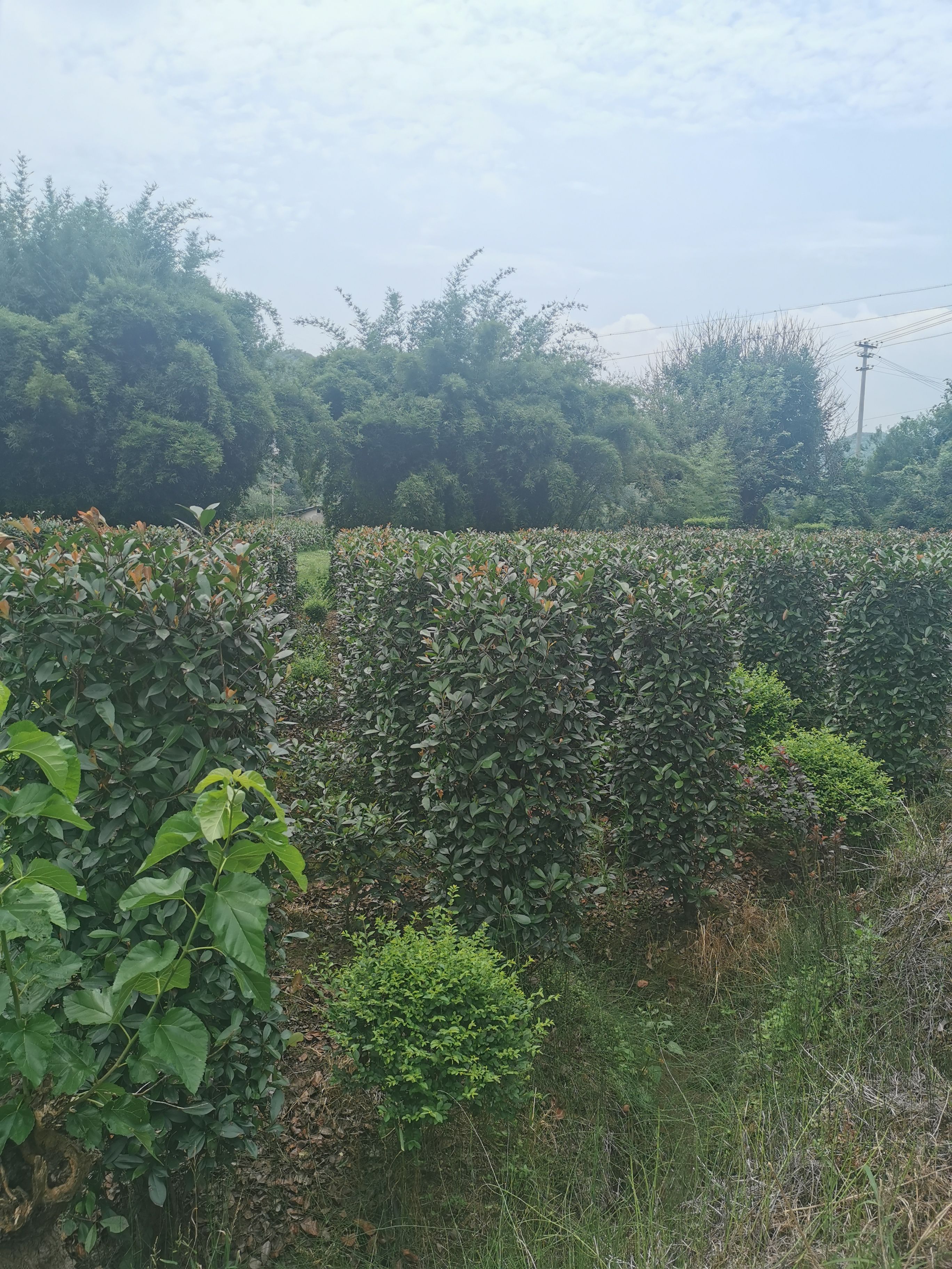 毛叶丁香柱，金禾女贞柱，红叶石楠柱，各种球类，大量出售。