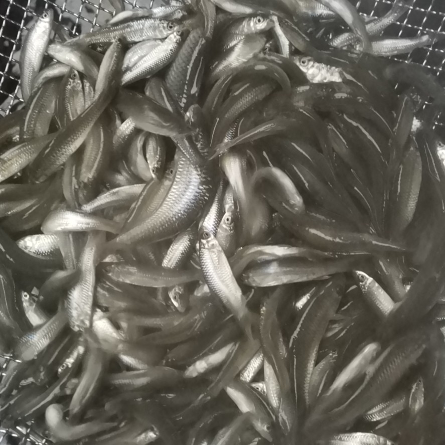 麦穗鱼，现货，可供整车活体