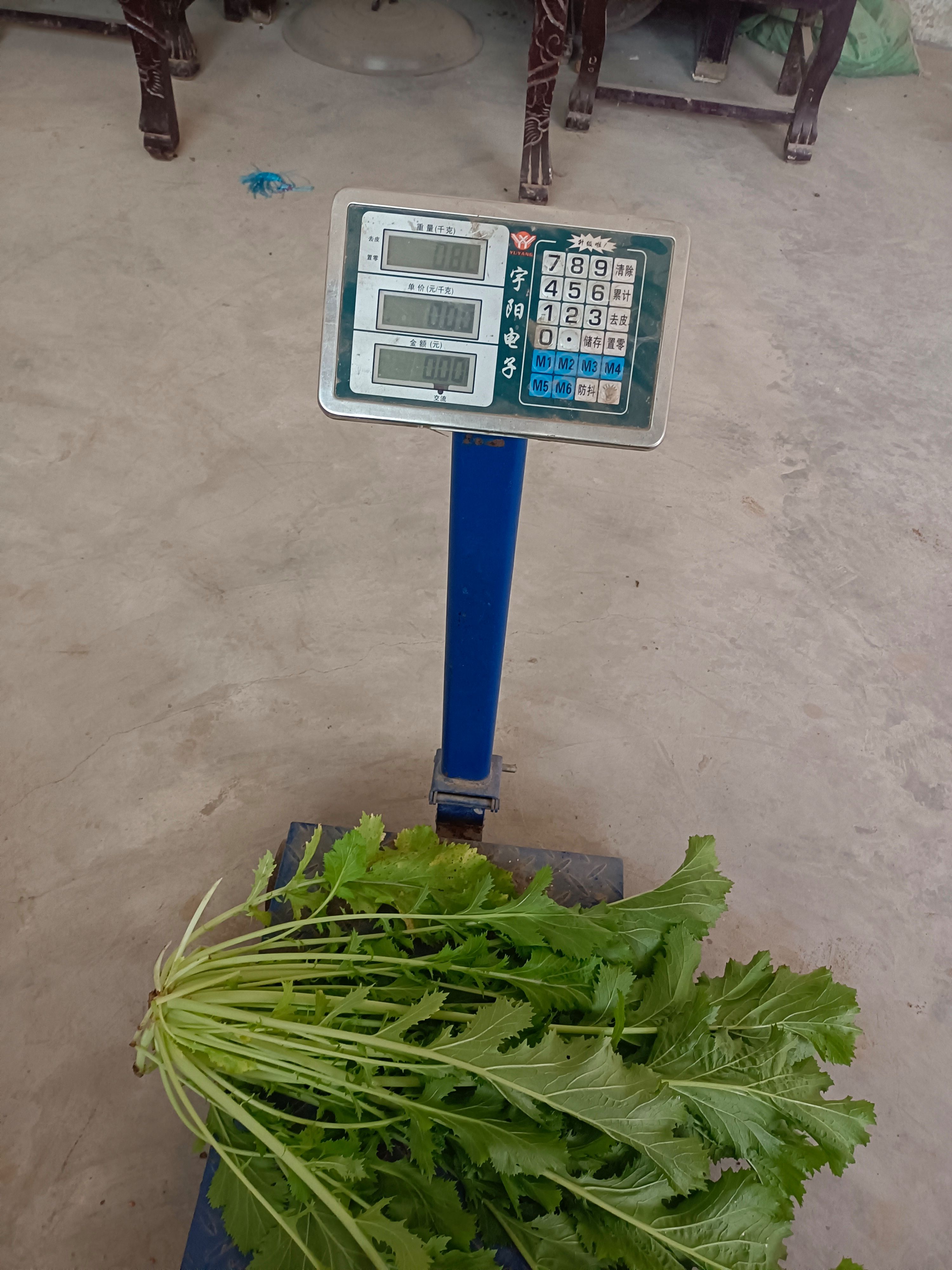 现货批发，鲜雪里红芥菜，鲜货，现大量上市，菜干净。地头装车