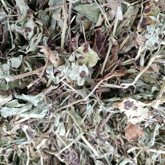 蒙城县2121年精粉花生秧，适合牛羊驴马兔的饲料