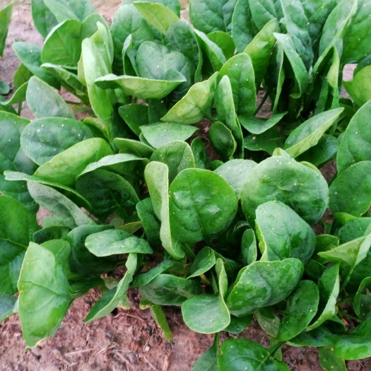 丰县大叶菠菜 20~25cm 