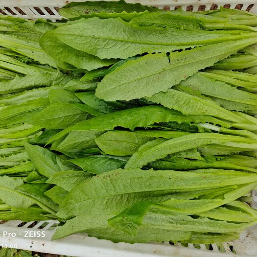 曹县优质蔬菜基地种植批发