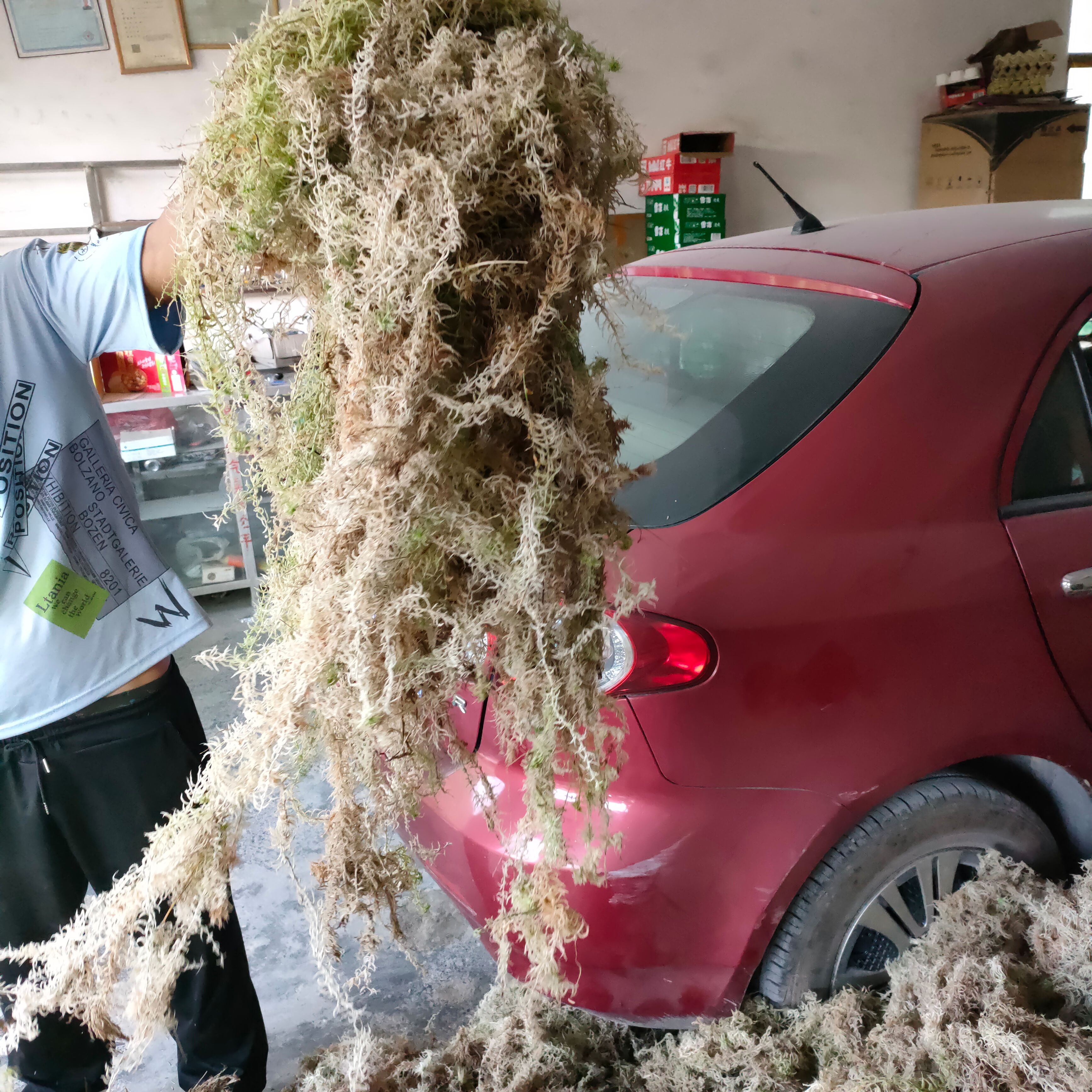 水苔苔藓  兰花，的好品质青台，水苔