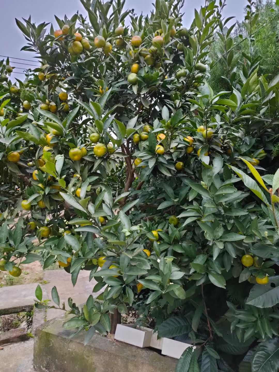 沙糖桔苗  沙糖桔，冰糖橘，基地直发