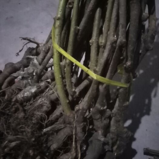 枣庄翠香猕猴桃苗 翠香嫁接苗