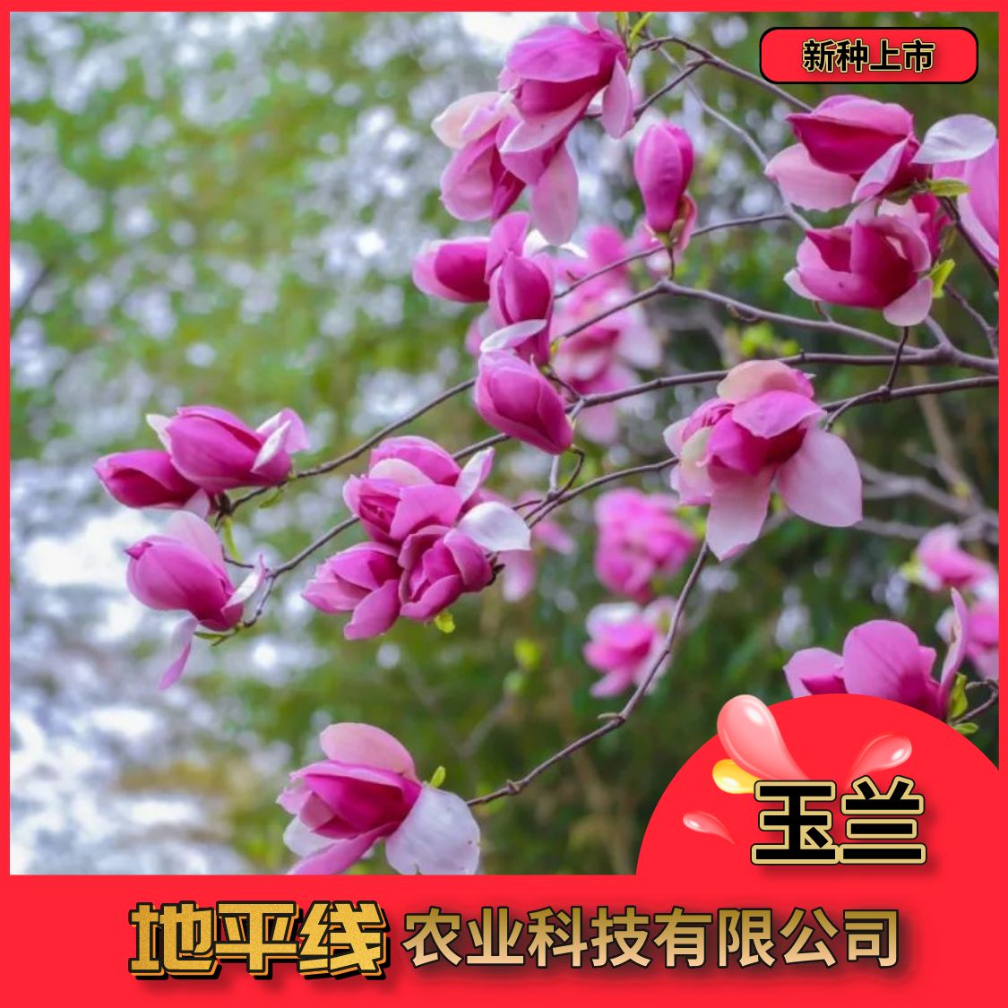 沭阳县玉兰种子黄玉兰红玉兰紫玉兰广玉兰白玉兰种子籽新采绿化苗木种子
