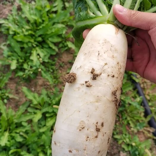 武汉 各种规格白萝卜