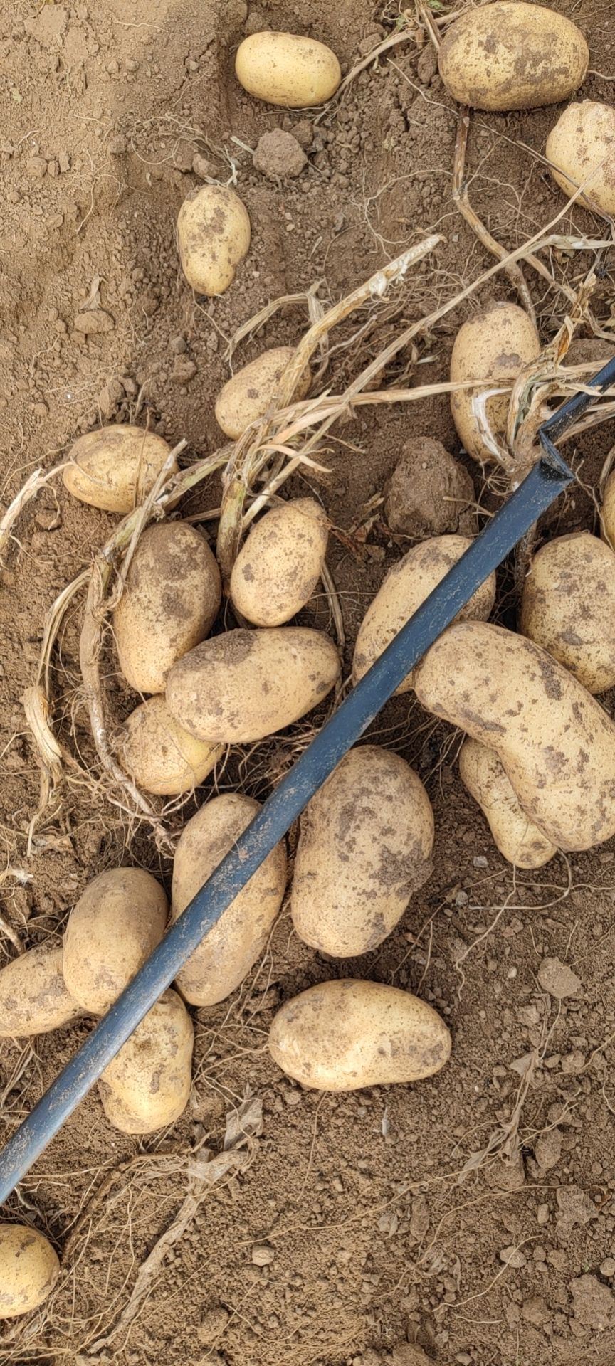 大白花土豆  内蒙古乌兰察布兴和县226白心土豆三优货 全年有货