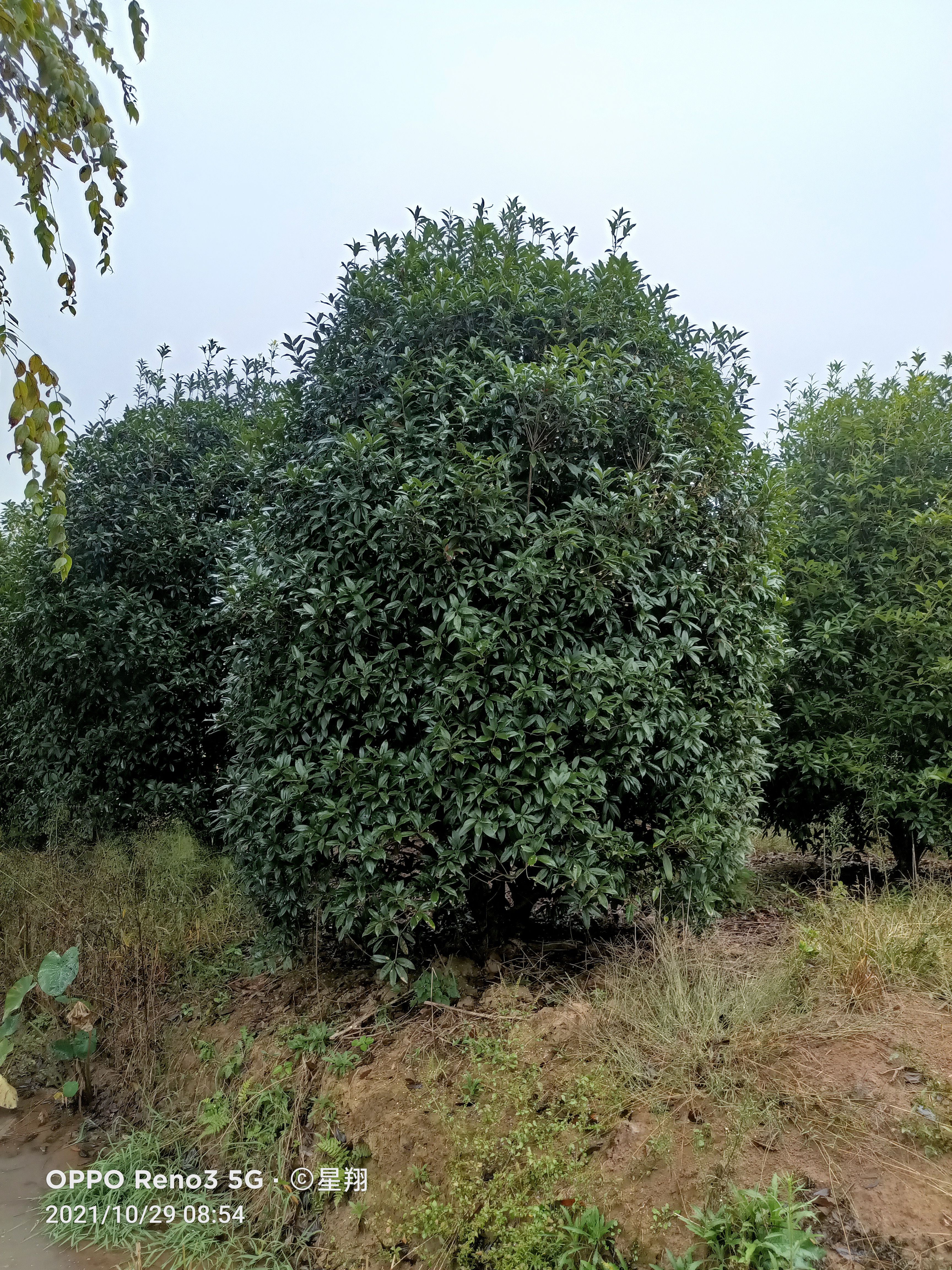 地笼桂花  丛生丹桂树，丛生桂花，自已苗圃，一手货源，基地直
