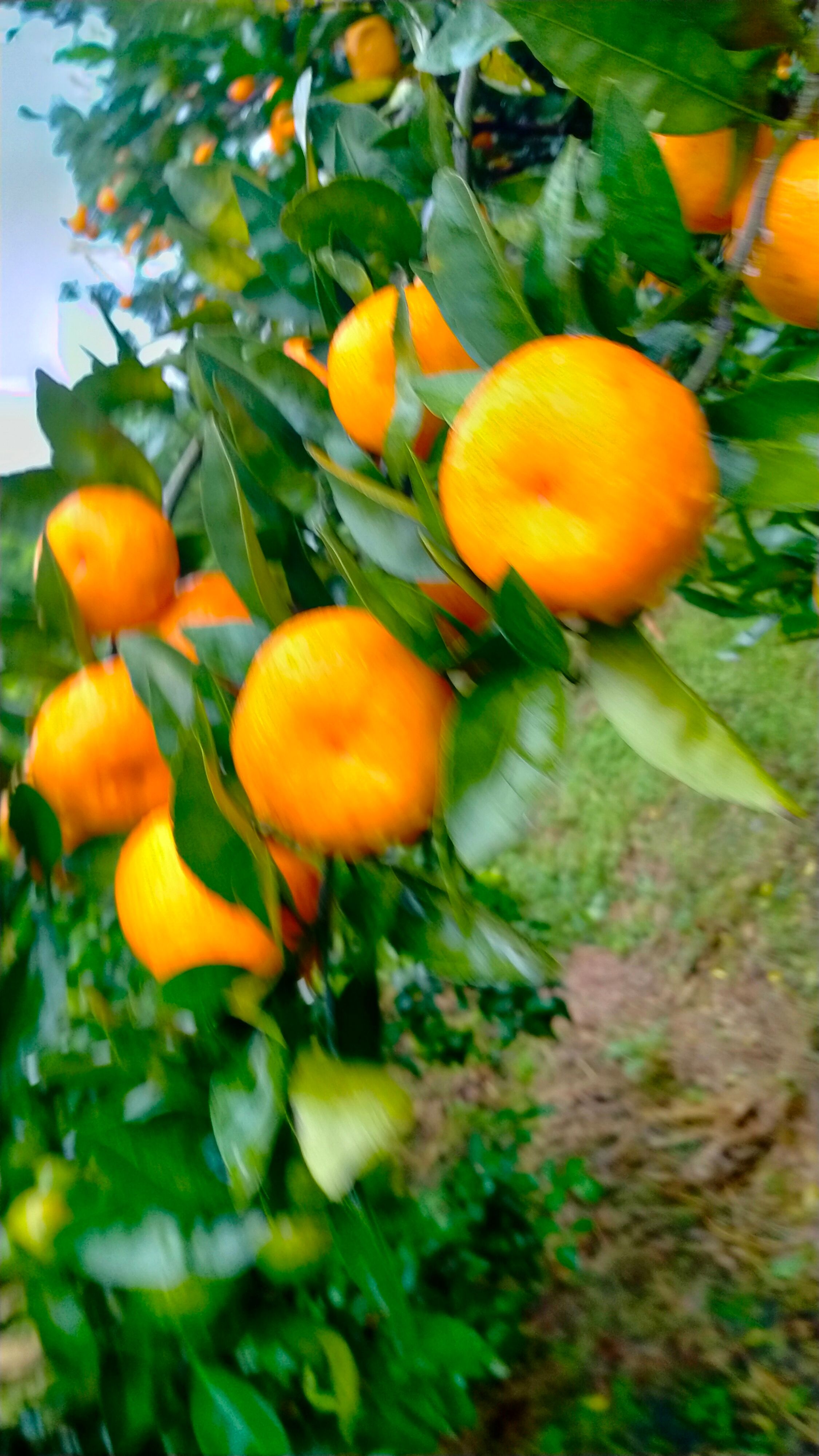 蜜桔  桂林南丰蜜橘