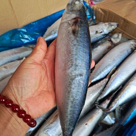 滨州鲐鲅鱼青占鱼！船冻及时不脱皮不破肚