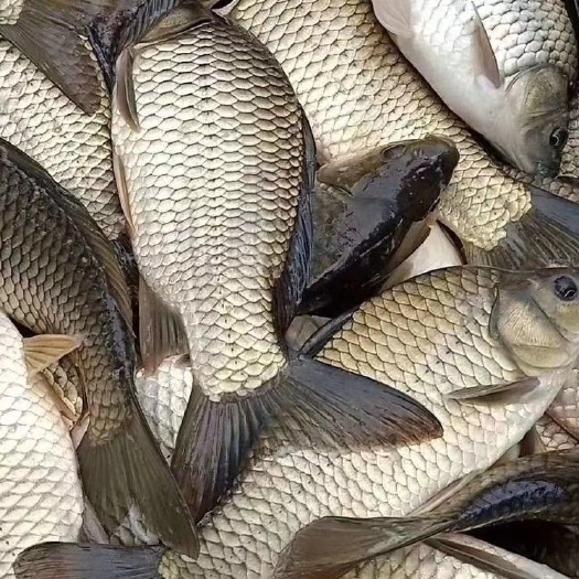 黄金鲫   湘云鲫