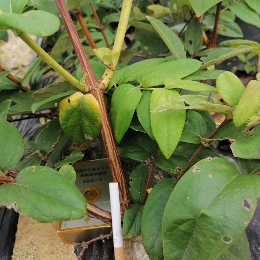 湘蕾5号金银花苗，易栽种易管理产量高回报快【顺丰包邮】