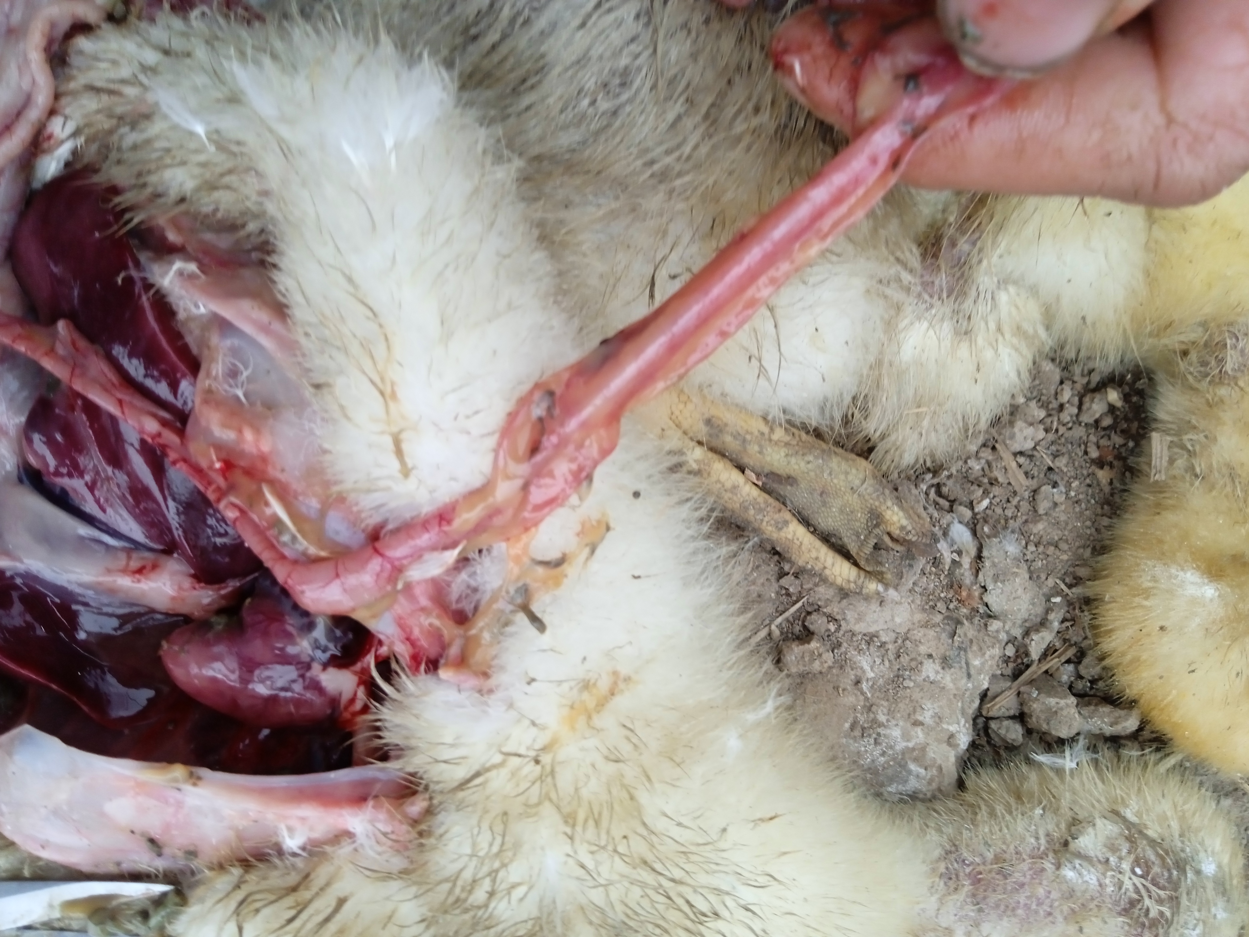 小鹅18天2300只鹅主要拉白痢瘸脚当地兽医解剖说有呼肠孤感冒浆膜炎能