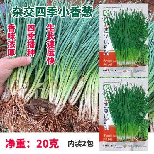 西安 秦闽四季小香葱种子四季易小葱种籽阳台室内盆栽葱种子家庭菜种孑