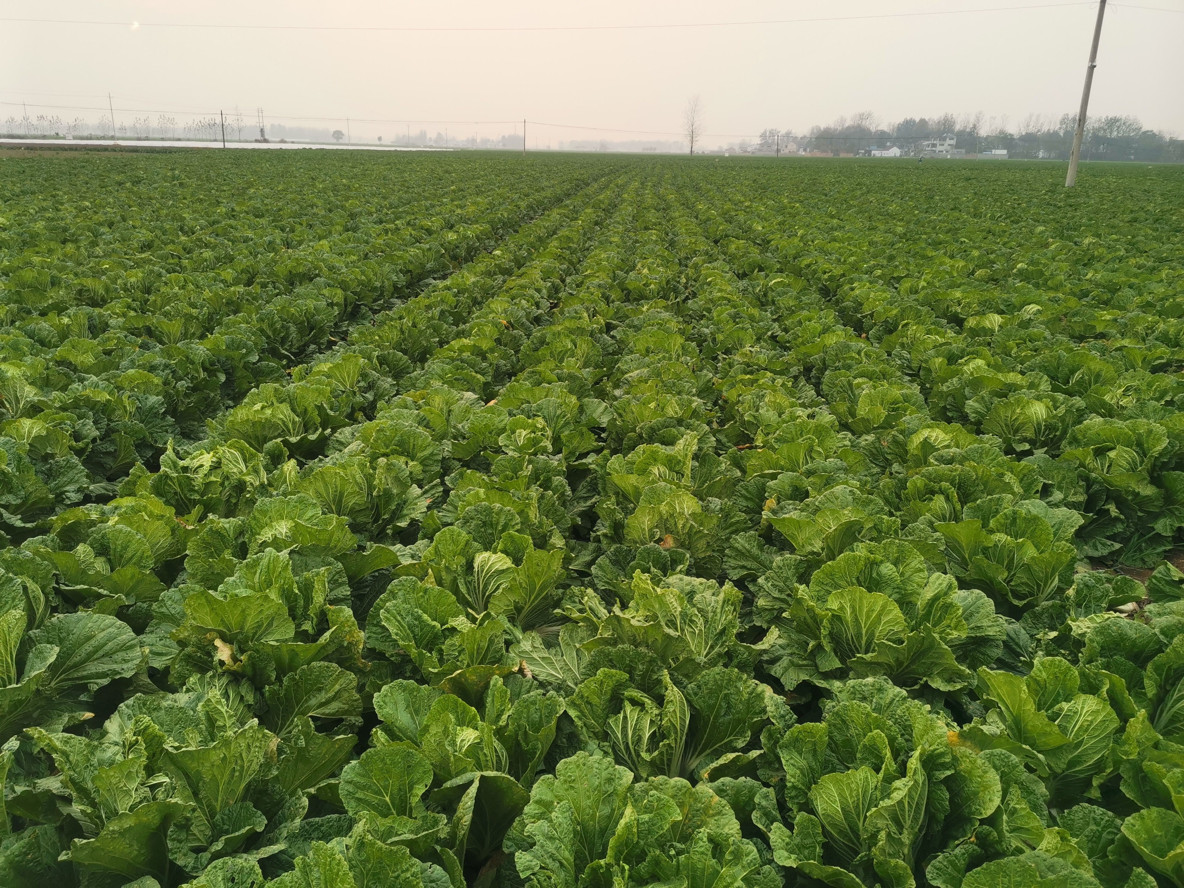 黄心娃娃菜  娃娃菜  河南产区精品娃娃菜
