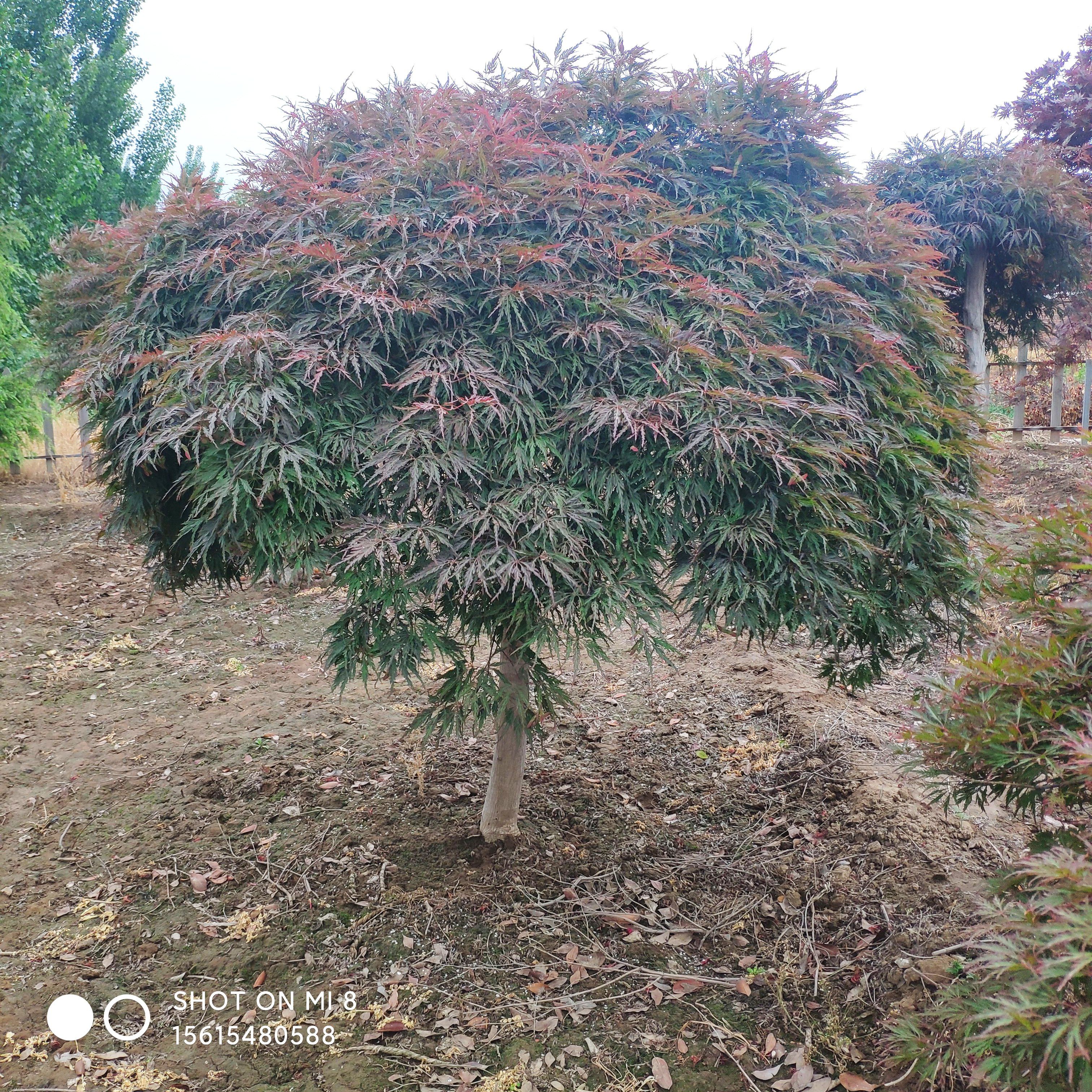 造型景观树 
石榴 柿子 枣树 松树  白蜡 造型景观
