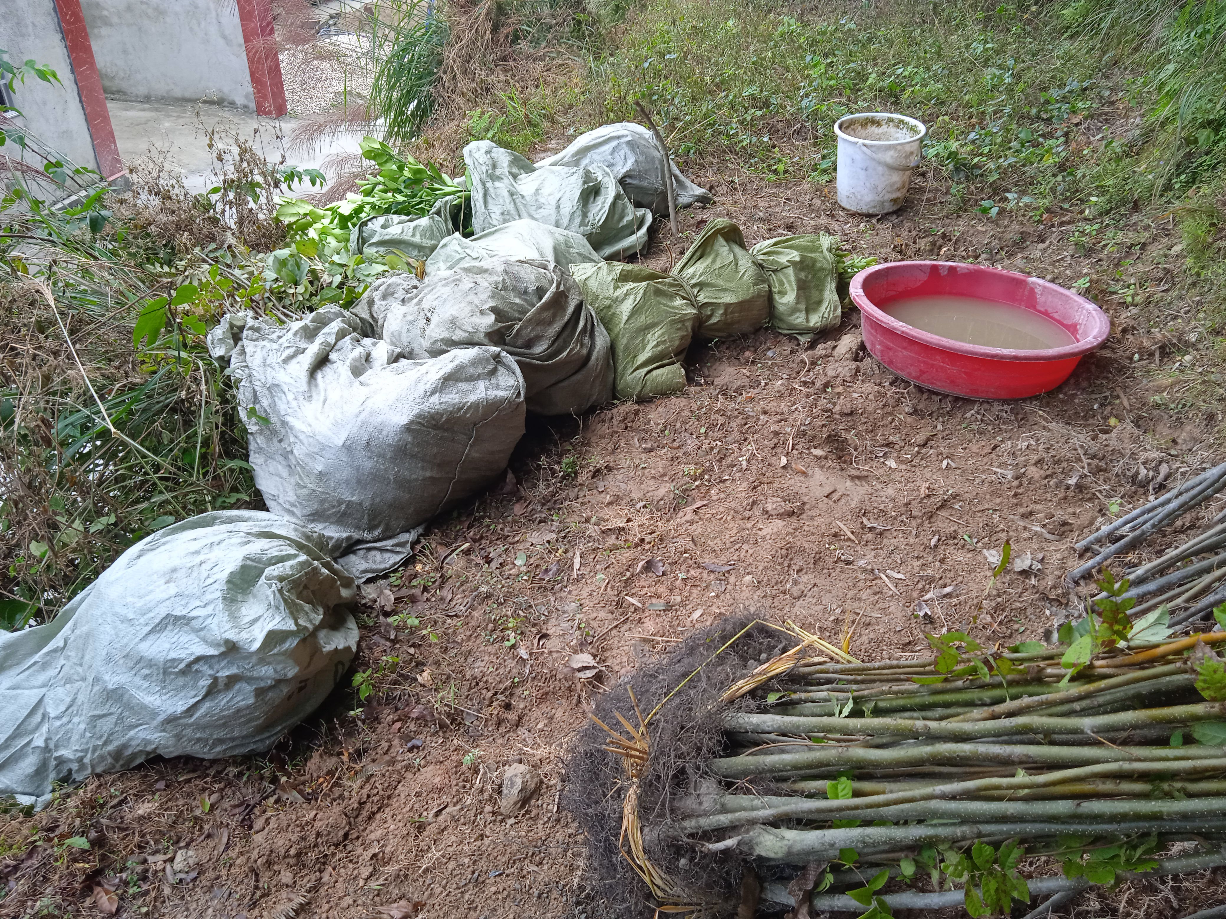 青钱柳树苗 特色树苗，树苗