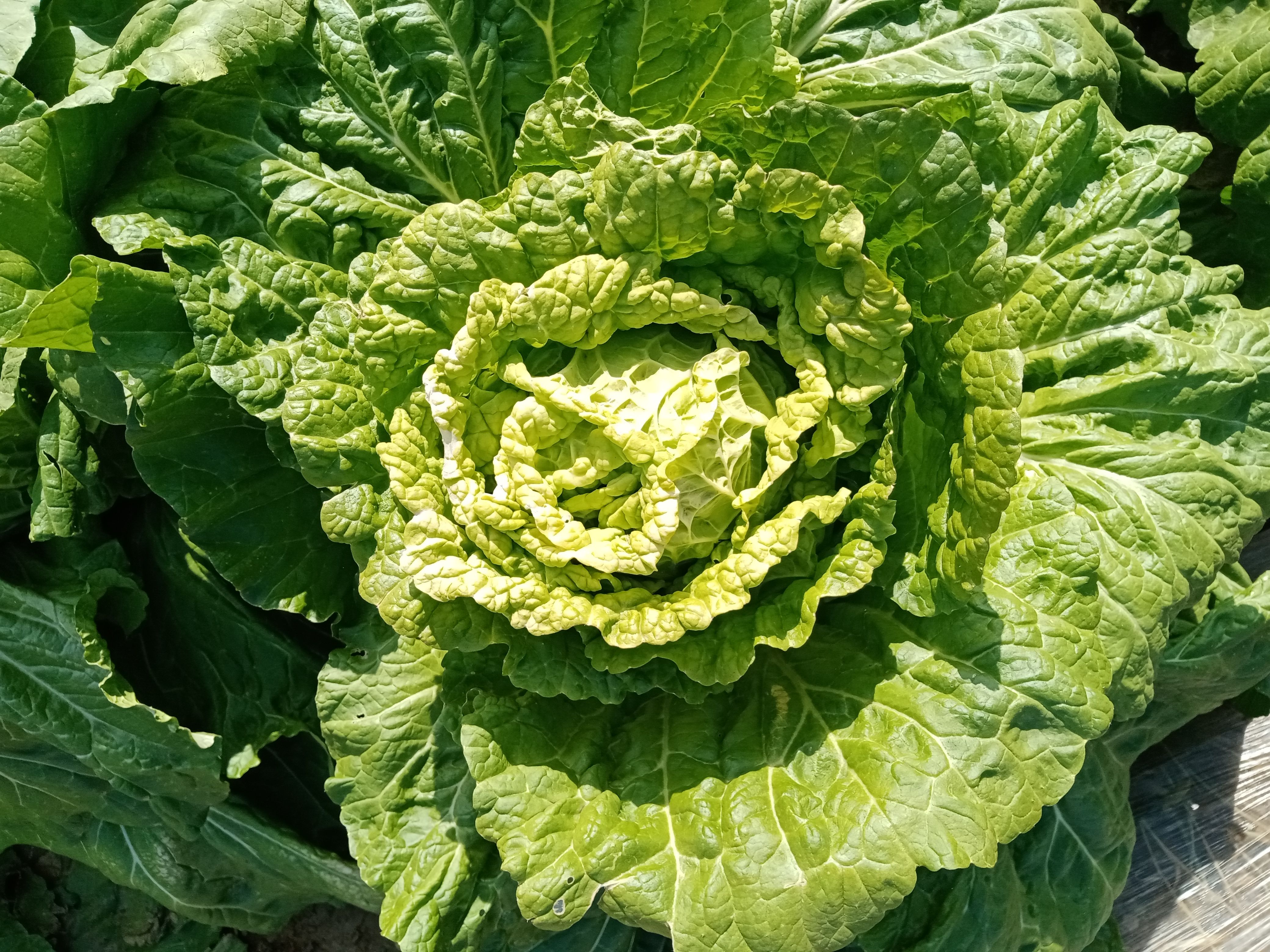 义和秋 白菜（抱头白）