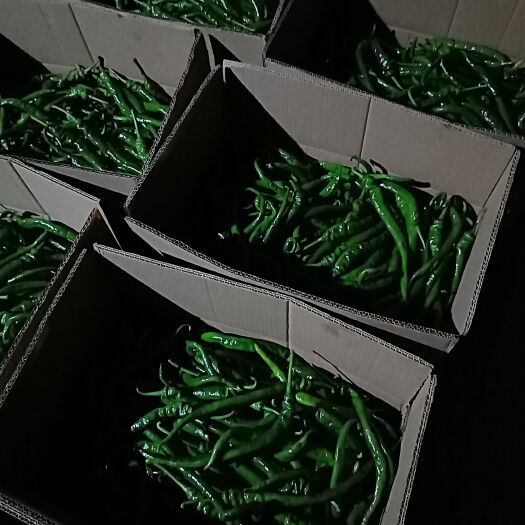 宣恩县辣椒  有需要的联系我