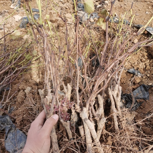 绛县巨峰葡萄苗 大量供应葡萄苗