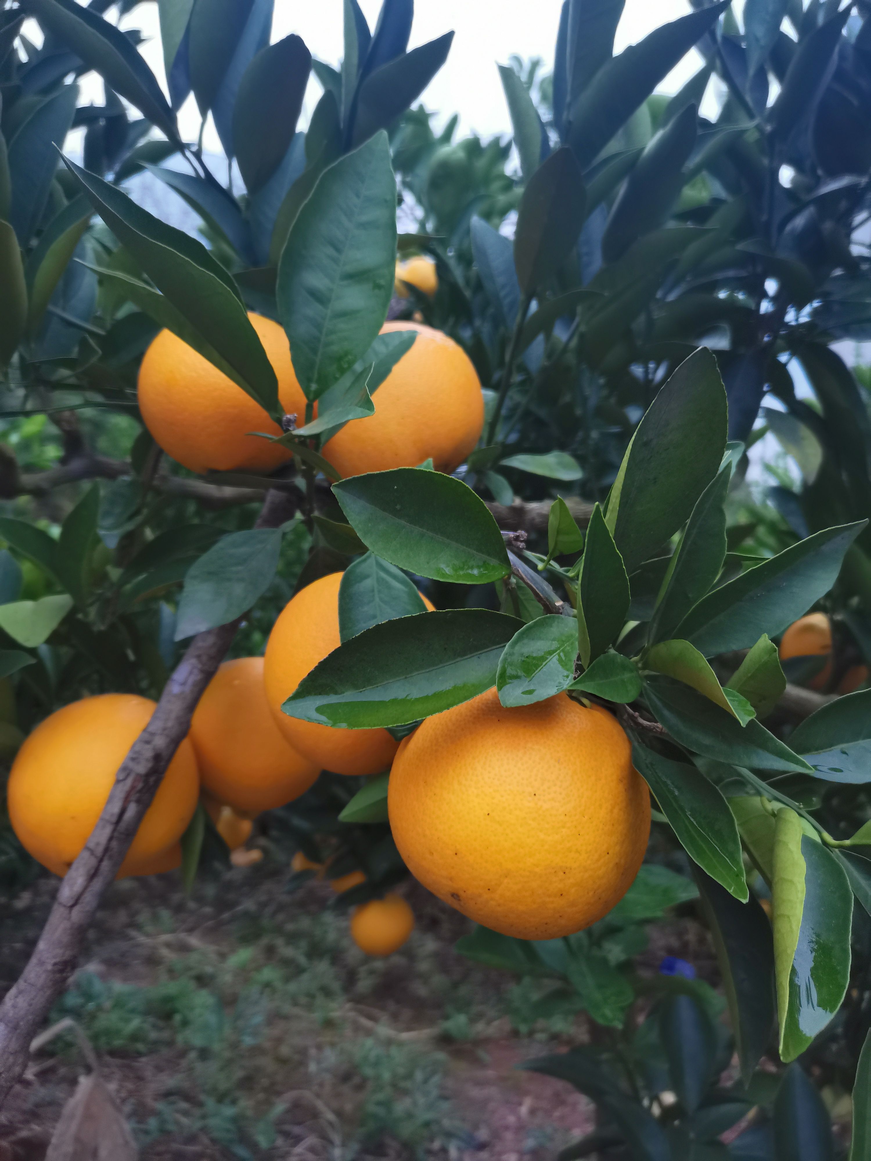 脐橙 湖北省恩施土家族苗族自治州巴东县 