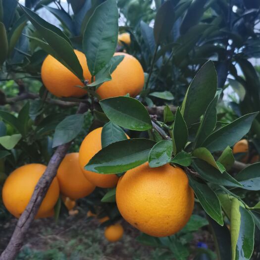 巴东县脐橙 湖北省恩施土家族苗族自治州巴东县 
