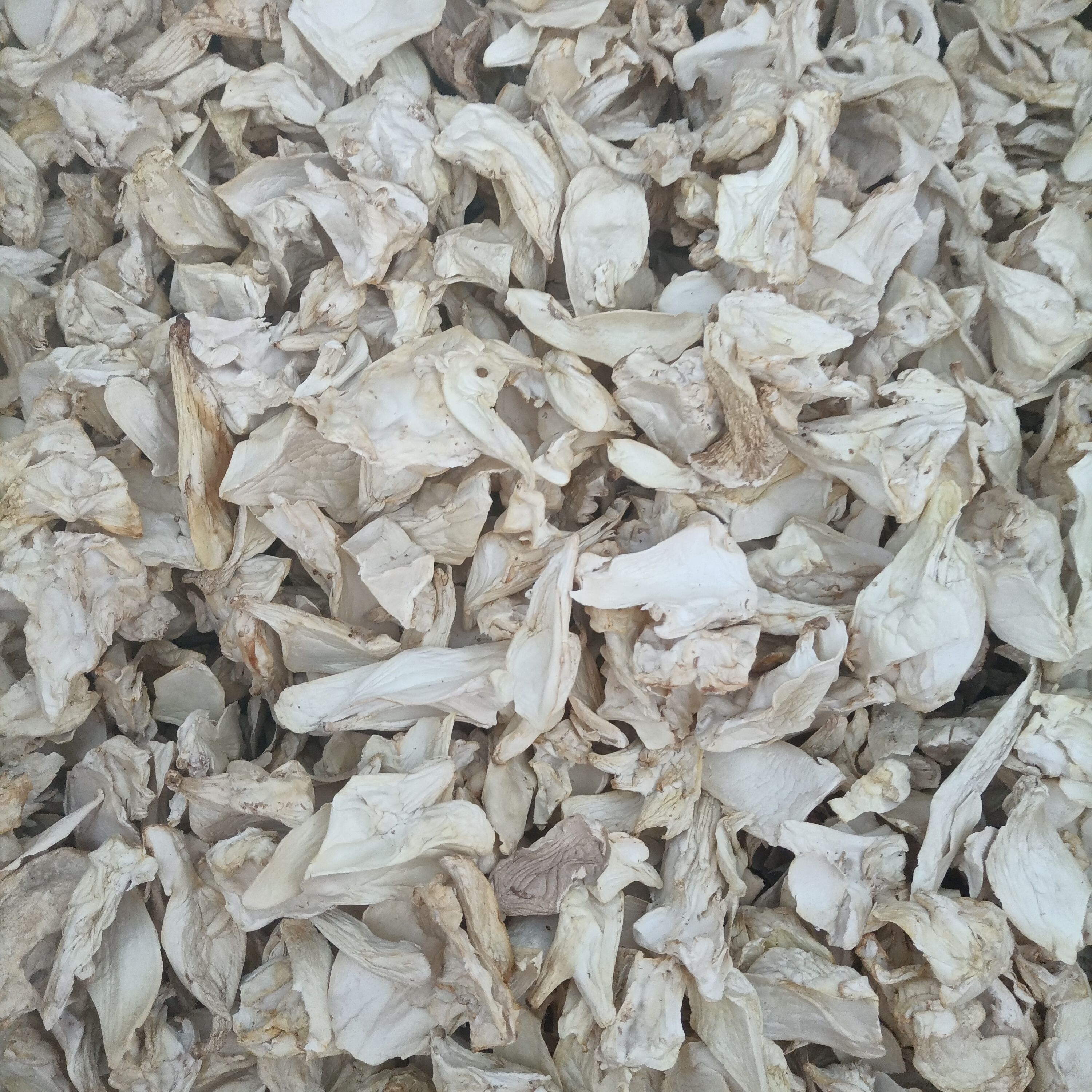 干杏鲍菇  杏鲍菇根片，烘干货，无培养基，过筛，无杂，整齐，