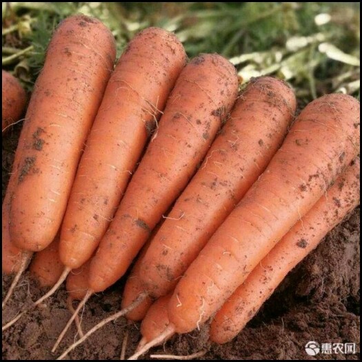 呼和浩特七寸红胡萝卜  革命老区一村一品胡萝卜