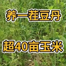 灌云县豆虫苗  养这比打工强 ！来给我工作的也舒服哦！自己安排工作时间[握手