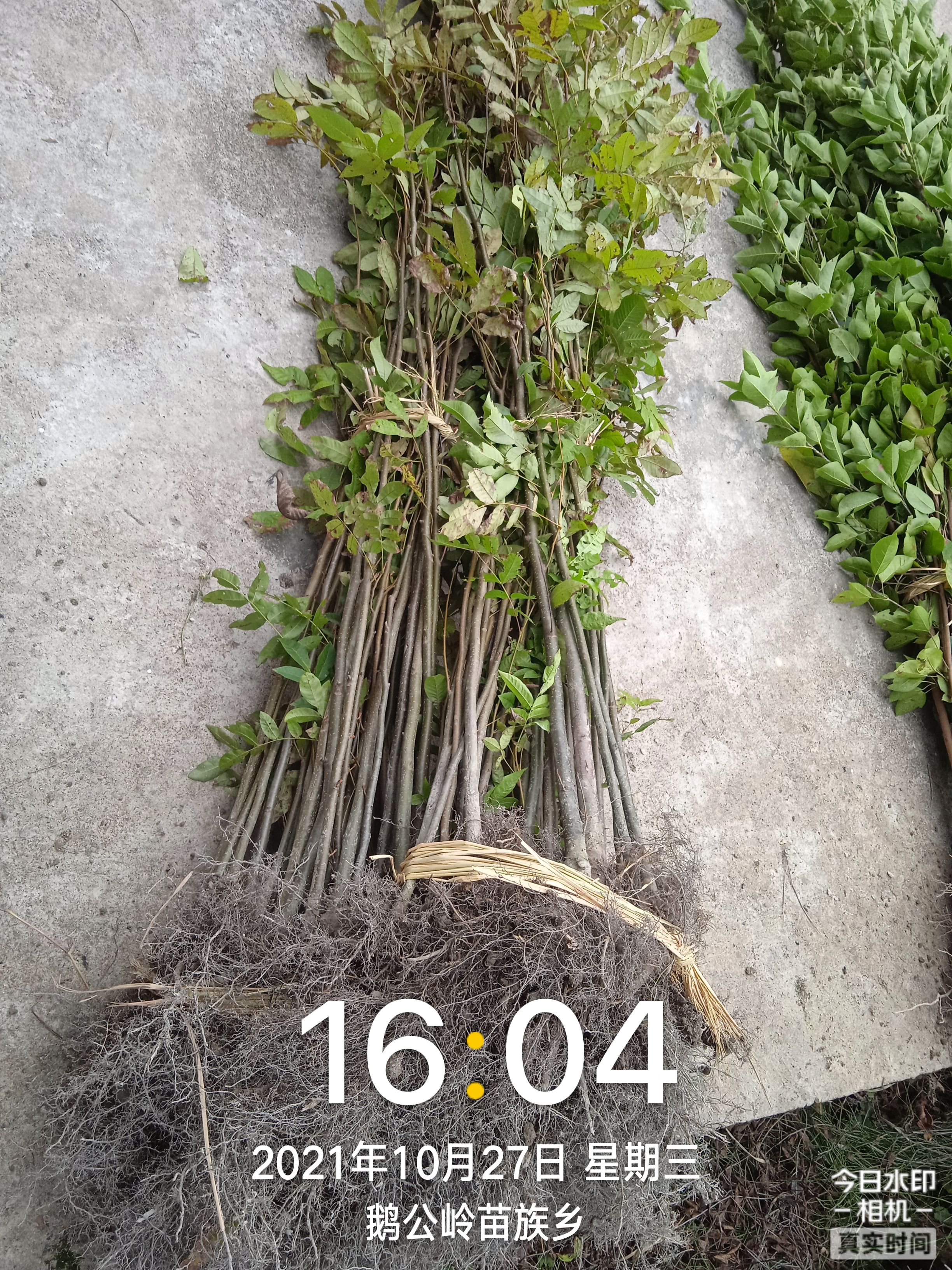 青钱柳树苗 特色树苗，树苗