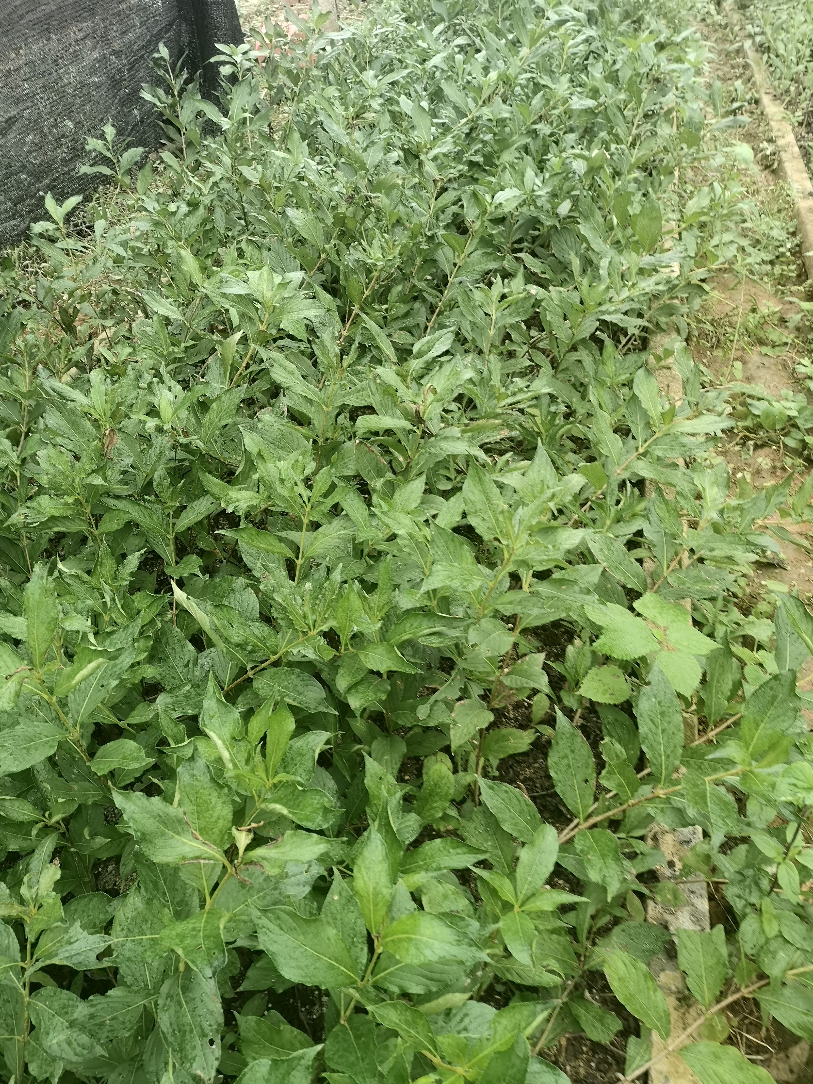 锦带花  好看漂亮的五彩锦带树苗供应