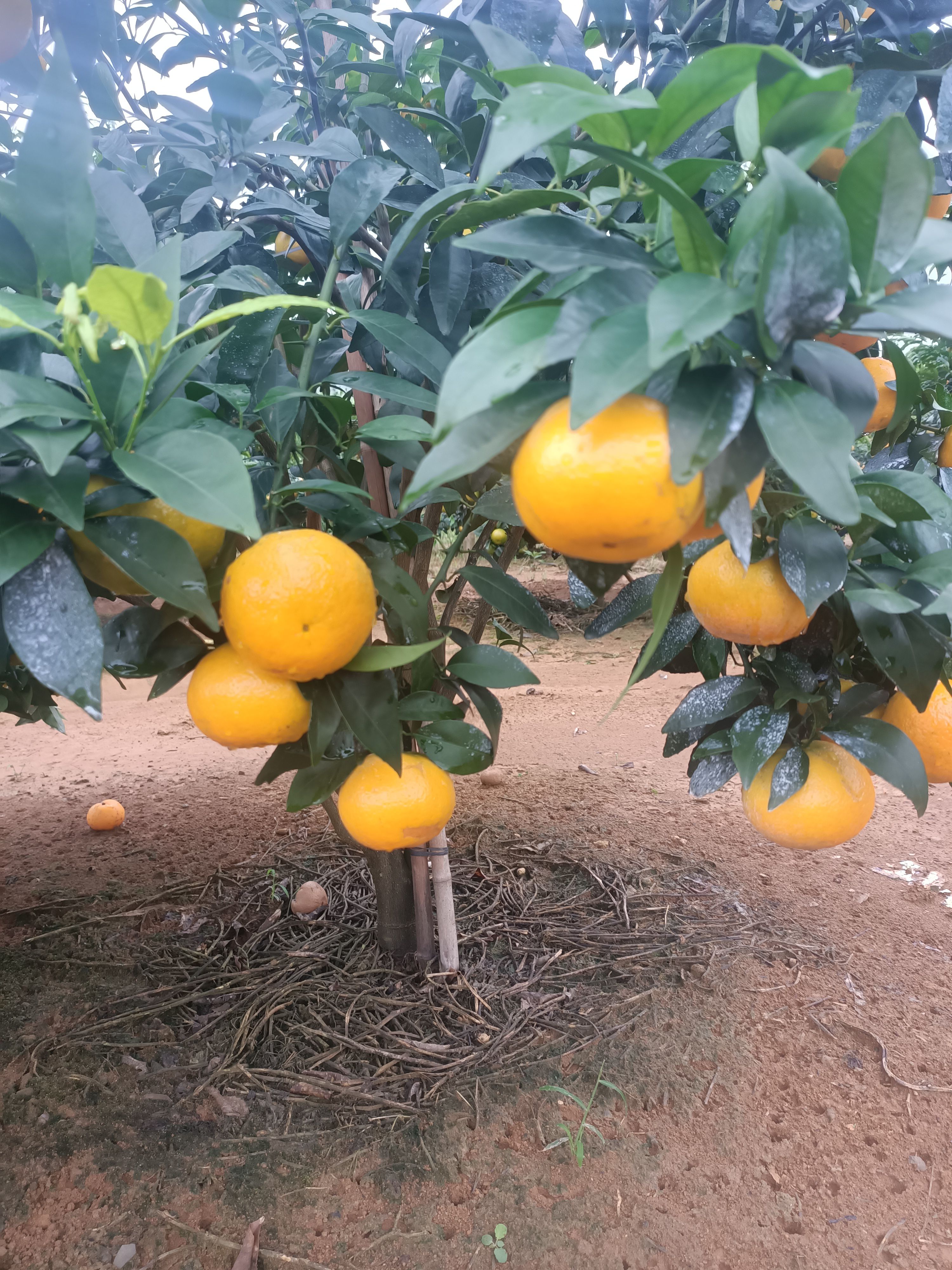  沃柑