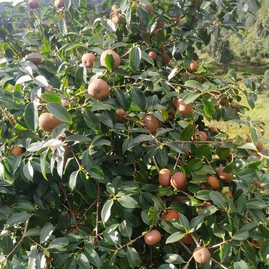 腾冲市大果红花油茶  云南腾冲大果红花油一号茶苗