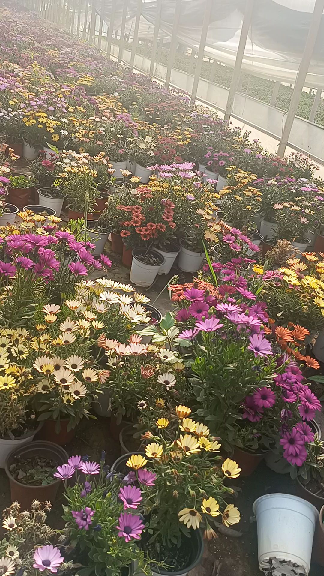 南非万寿菊 多色南非万寿菊 南非万寿菊各种规格 一手货源