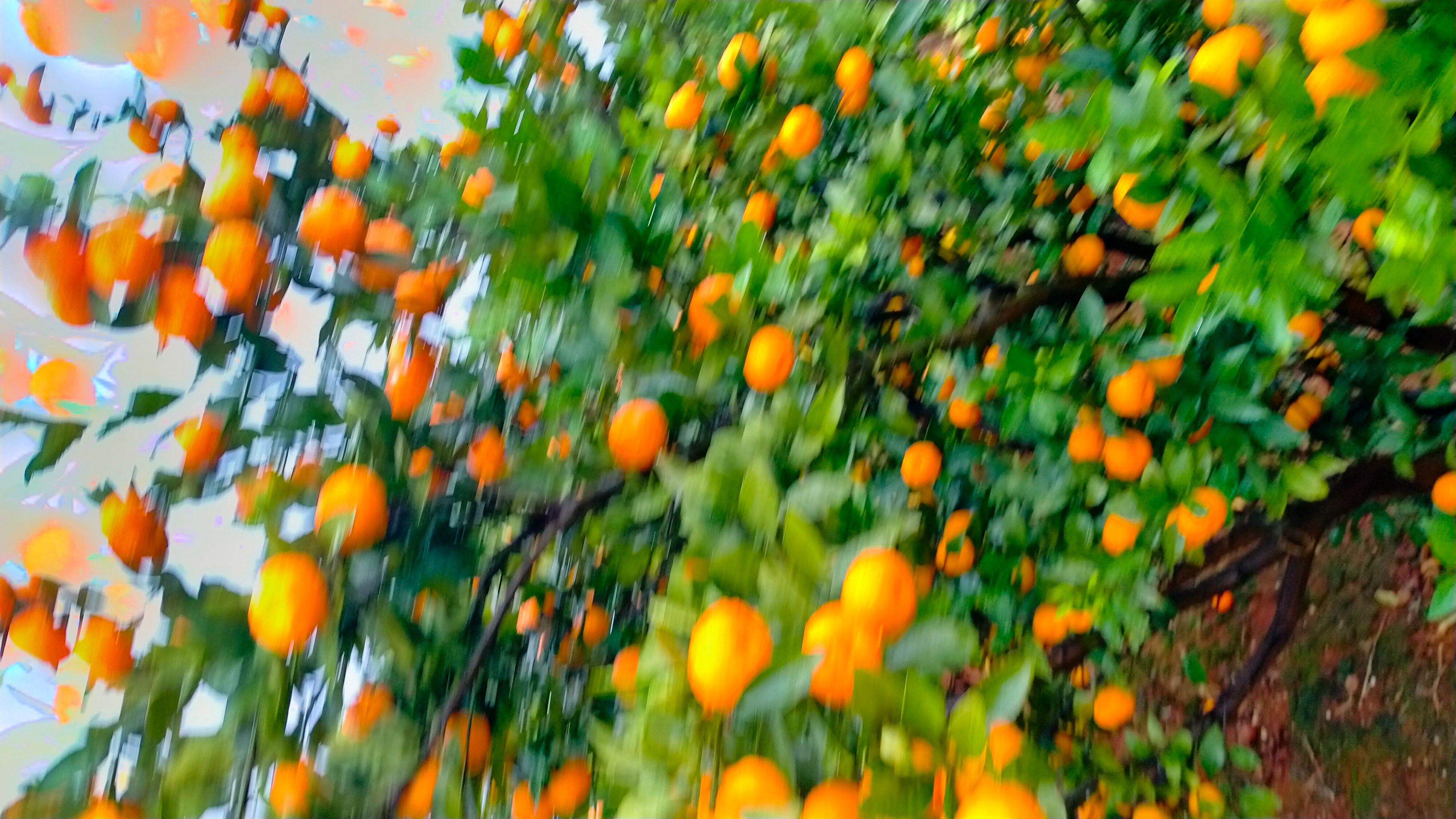 蜜桔  桂林南丰蜜橘