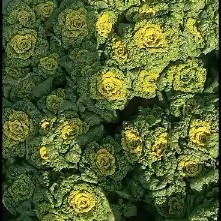 南阳黄心乌  黄心菜乌塌菜