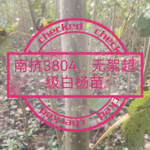 白杨一号  南抗3804无絮超级白杨苗种条。种段05元／段。