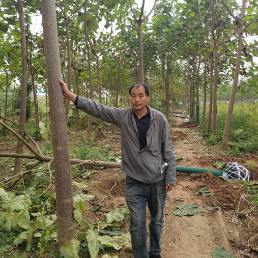 西华县 泡桐树供应10公分11-12-13-15规格齐全