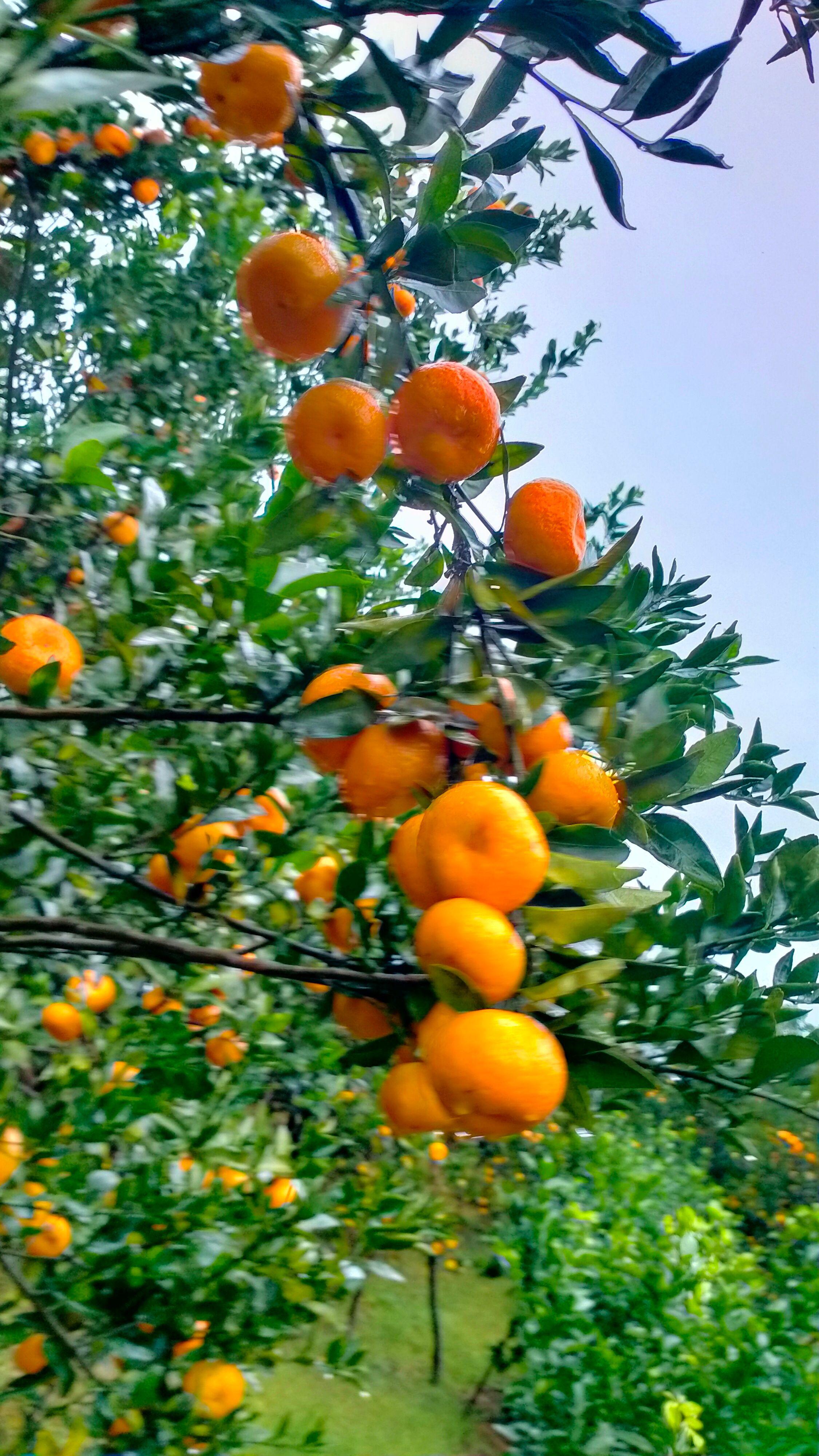 蜜桔  桂林南丰蜜橘