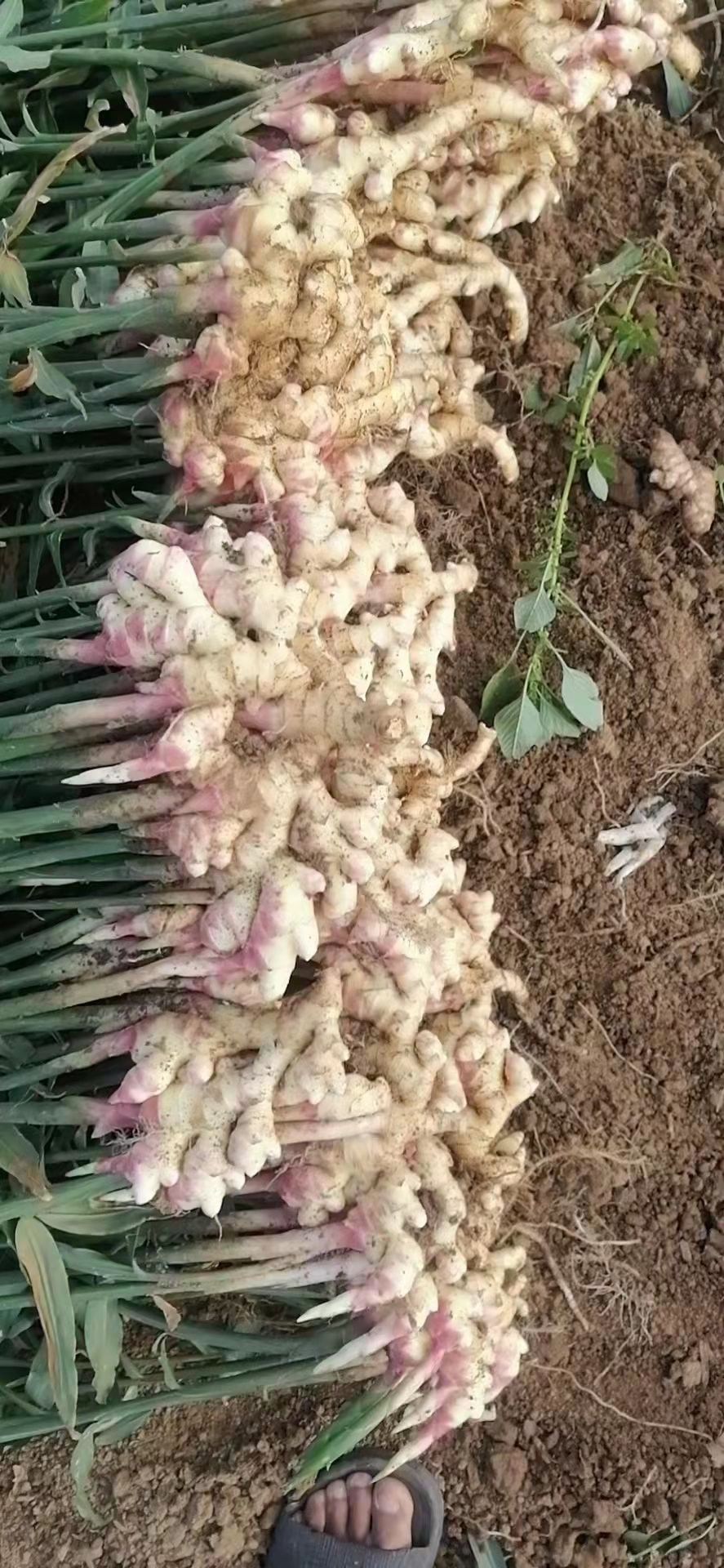 贵州小黄姜大量上市，质量杠杠滴，价格实惠。