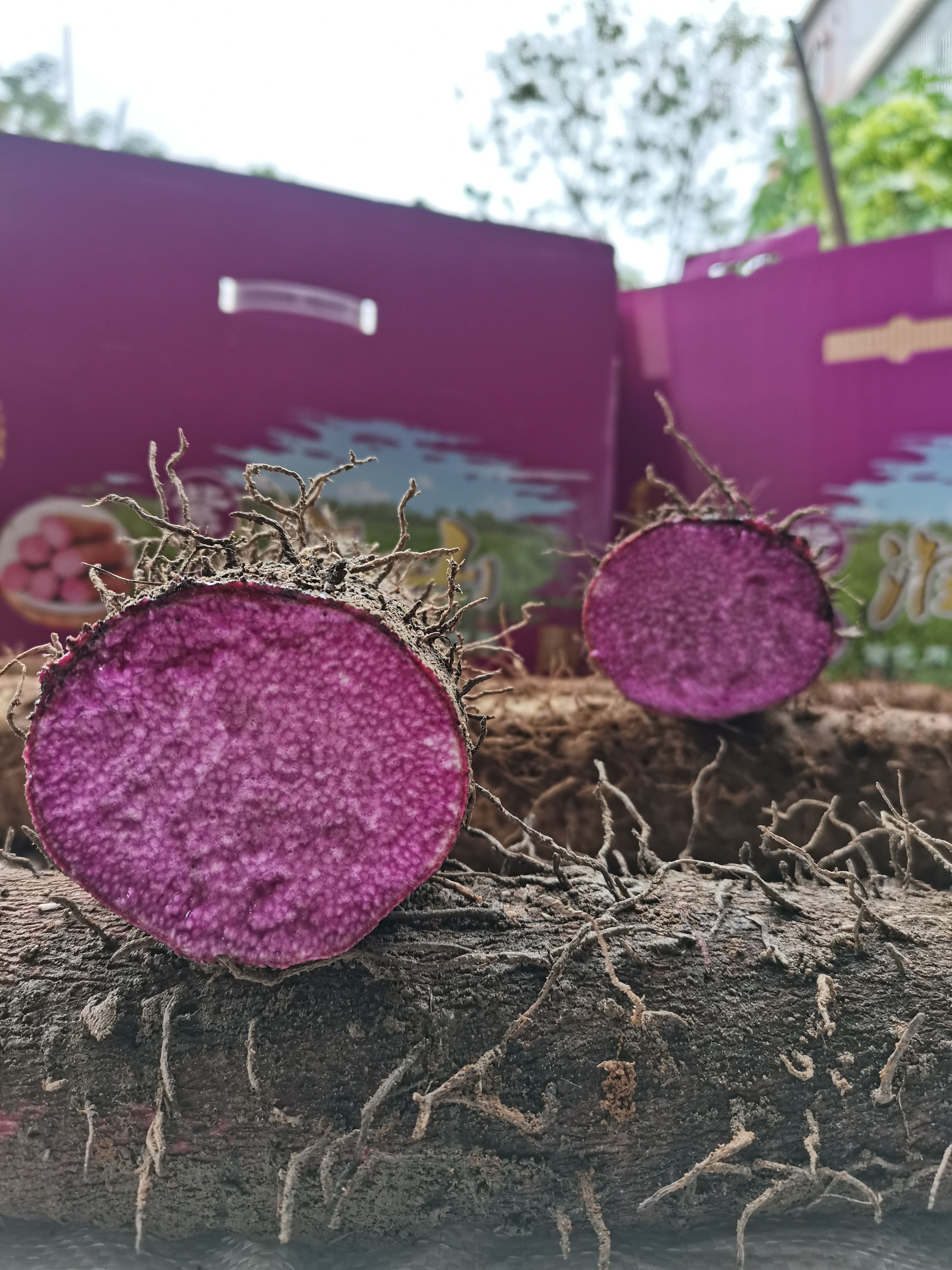 紫山药  粤北紫玉淮山